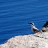 Behramkale'de gezerken kayalar üzerinde gördüğüm bir kuş.