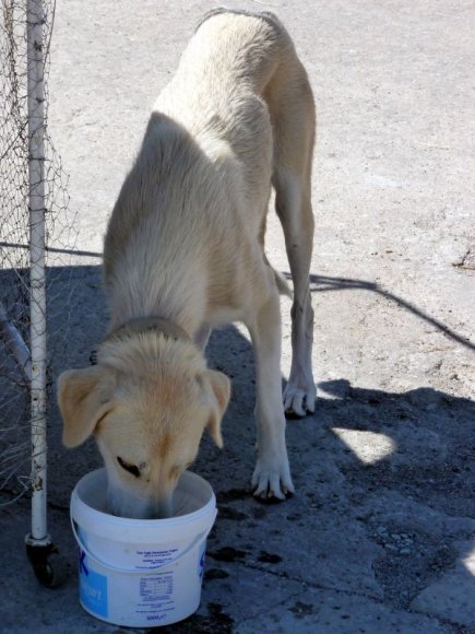 Behramkale'yi gezerken peşimize bir köpek takıldı.