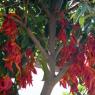 Şirince'de kuruması için ağaçlara asılmış kırmızı biberler.