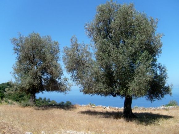 Faralya - Kabak Yolu'nda kamp alanı.