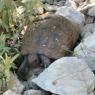 Kabuğuna taş düşmüş kaplumbağa.