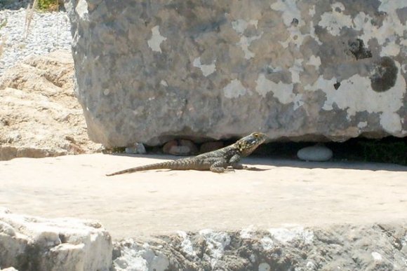 Xanthos'un yerlilerinden :)