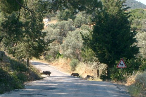 Patara'daki Yaban Domuzları.