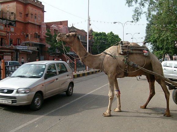 Jaipur, Pembe Şehir'de deve ve araba.