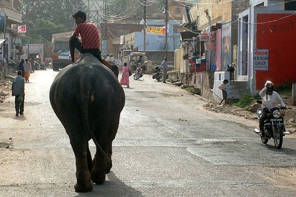 Jaipur, Amber Kalesi'ne doğru giden yolda fillere rastlamak mümkün.