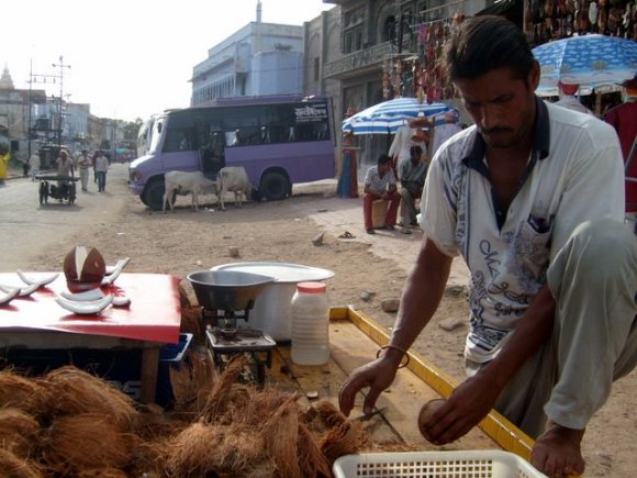 Pushkar'da hindistan cevizi satıcısı.