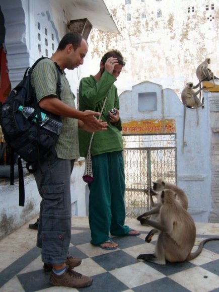 Pushkar'da maymun besleme.