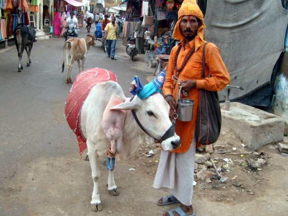 Pushkar'da inekli Hindu.