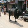 Varanasi - Sokaktaki öküz