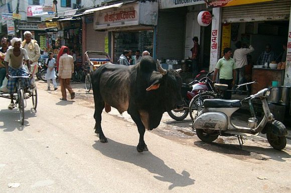 Varanasi - Sokaktaki öküz