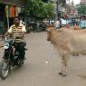 Varanasi - İnekler ve trafik.