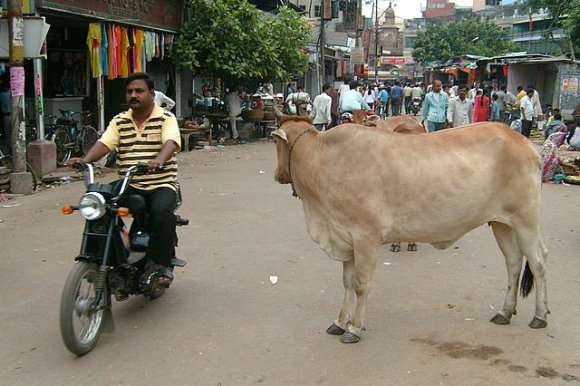 Varanasi - İnekler ve trafik.