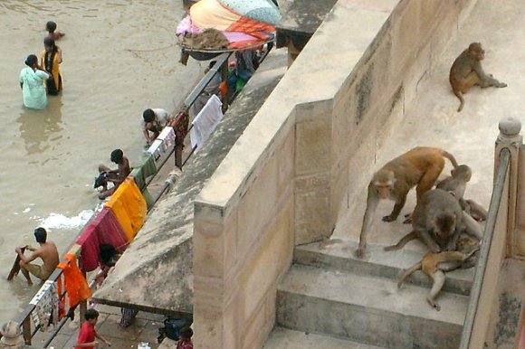 Varanasi - İnsanlar ve maymunlar