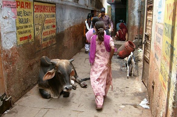 Varanasi - Hayvanlar ve insanlar.