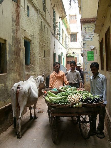 Varanasi - Sokaklarda inekler ve insanlar