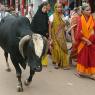 Varanasi - Sokaktaki inek.