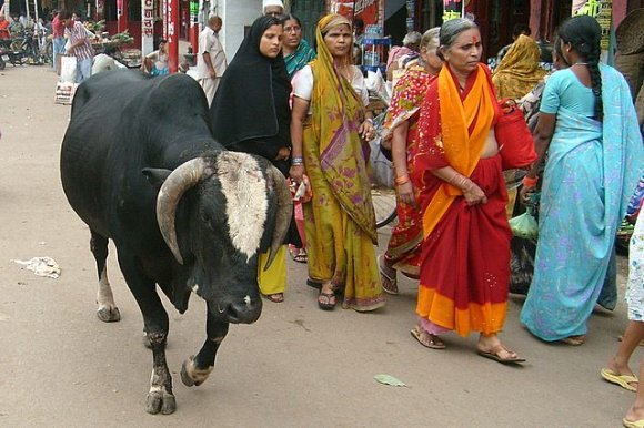 Varanasi - Sokaktaki inek.