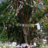 Lumbini - Ağaç