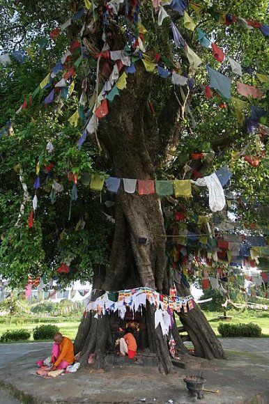Lumbini - Ağaç