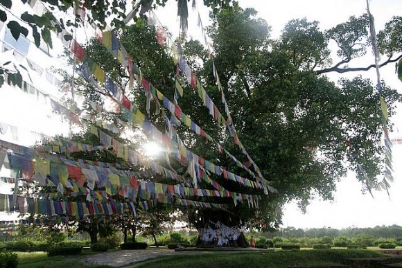 Lumbini - Ağaca bağlı dua bayrakları
