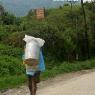 Nepal - Nagarkot. Süt taşıyan köylü.
