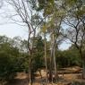 Baphuon, Angkor Thom, Angkor Arkeoloji Parkı.