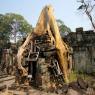 Preah Khan'da kökleriyle bir yapıya tutunmuş bir ağaç, Angkor Arkeoloji Parkı, Kamboçya