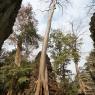 Ta Prohm, Angkor Arkeoloji Parkı, Kamboçya.