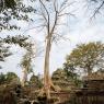 Ta Prohm, Angkor Arkeoloji Parkı, Kamboçya.