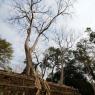 Ta Prohm, Angkor Arkeoloji Parkı, Kamboçya.