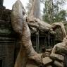 Ta Prohm, Angkor Arkeoloji Parkı, Kamboçya.