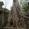 Ta Prohm, Angkor Arkeoloji Parkı, Kamboçya.