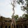 Ta Prohm, Angkor Arkeoloji Parkı, Kamboçya.