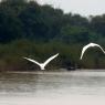 Mechrey Yüzen Kasabası, Tonle Sap Gölü, Kamboçya