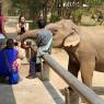 Fil Doğa Parkı veya Doğal Fil Parkı (Elephant Nature Park), Chiang Mai.