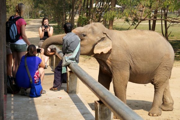 Fil Doğa Parkı veya Doğal Fil Parkı (Elephant Nature Park), Chiang Mai.