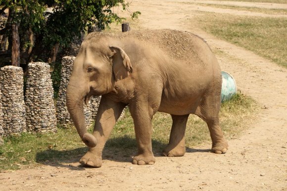 Fil Doğa Parkı veya Doğal Fil Parkı (Elephant Nature Park), Chiang Mai.