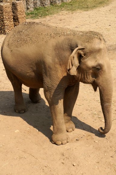 Fil Doğa Parkı (Elephant Nature Park), Chiang Mai.