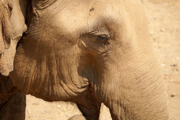 Fil Doğa Parkı (Elephant Nature Park), Chiang Mai.