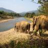 Fil Doğa Parkı (Elephant Nature Park), Chiang Mai.