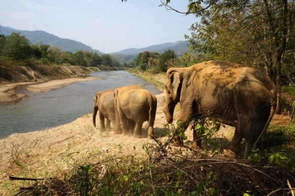 Fil Doğa Parkı (Elephant Nature Park), Chiang Mai.