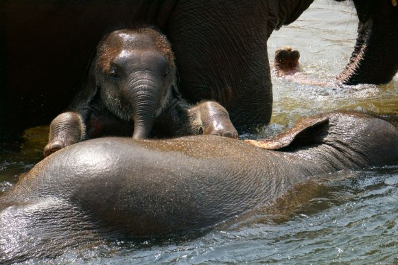 Fil Doğa Parkı (Elephant Nature Park), Chiang Mai.
