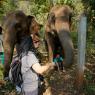 Fil Doğa Parkı (Elephant Nature Park), Chiang Mai.