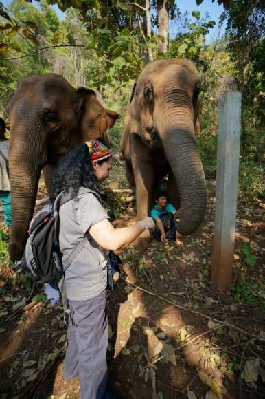 Fil Doğa Parkı (Elephant Nature Park), Chiang Mai.