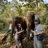 Fil Doğa Parkı (Elephant Nature Park), Chiang Mai.