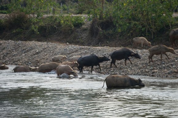 Fil Doğa Parkı (Elephant Nature Park), Chiang Mai.