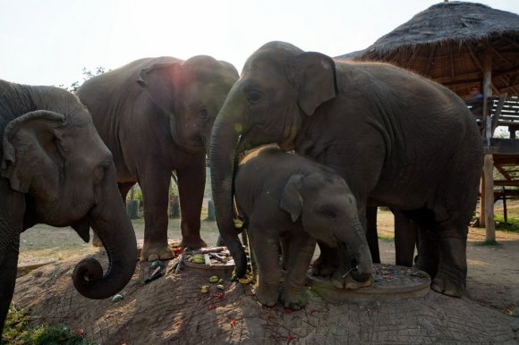 Fil Doğa Parkı (Elephant Nature Park), Chiang Mai.