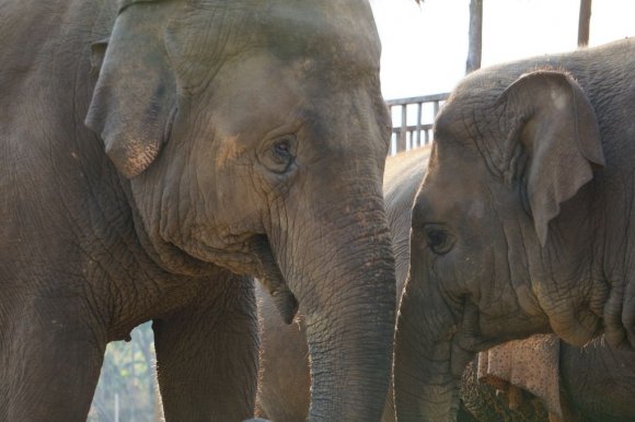 Fil Doğa Parkı (Elephant Nature Park), Chiang Mai.