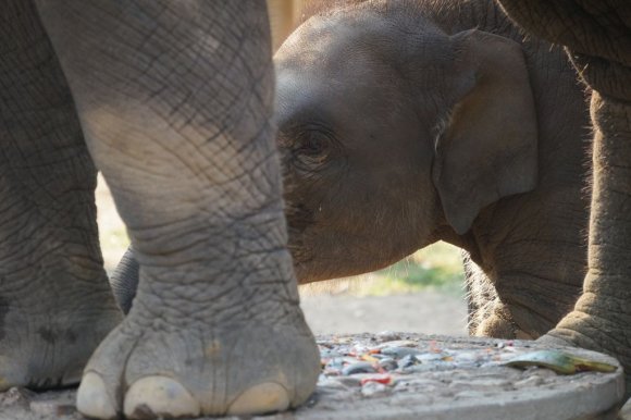 Fil Doğa Parkı (Elephant Nature Park), Chiang Mai.