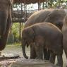 Fil Doğa Parkı (Elephant Nature Park), Chiang Mai.
